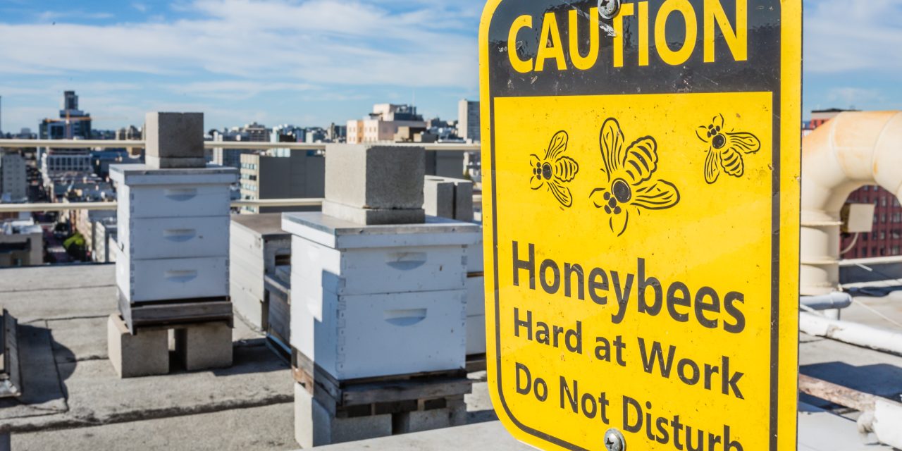 Honeybees Are All the Buzz