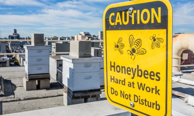 Honeybees Are All the Buzz
